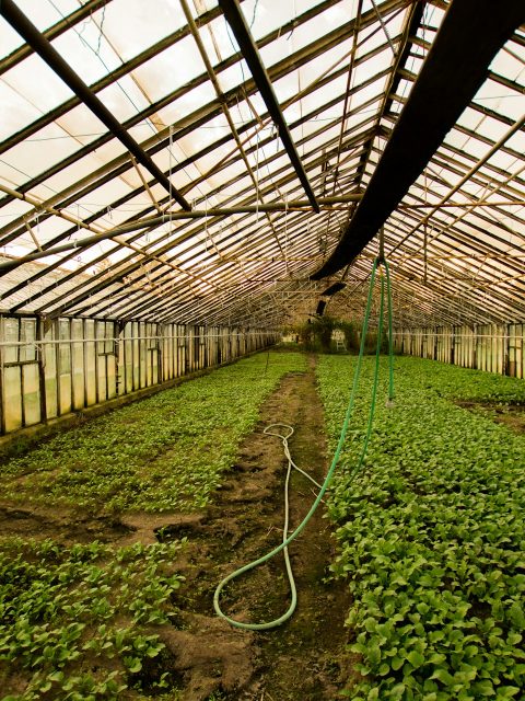 greenhouse farming business